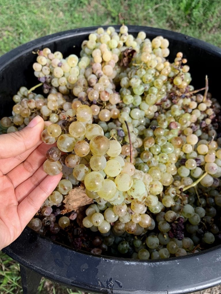 gustobeats blog weekly update about rome and lifestyle_Week 41 about family grape harvest in Montefiascone