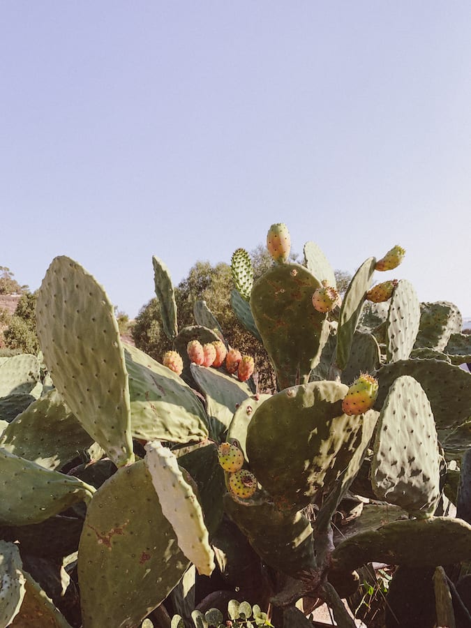 best malta memory with fichi dindia photography smartphone wallpaper as gustobeats blog freebie