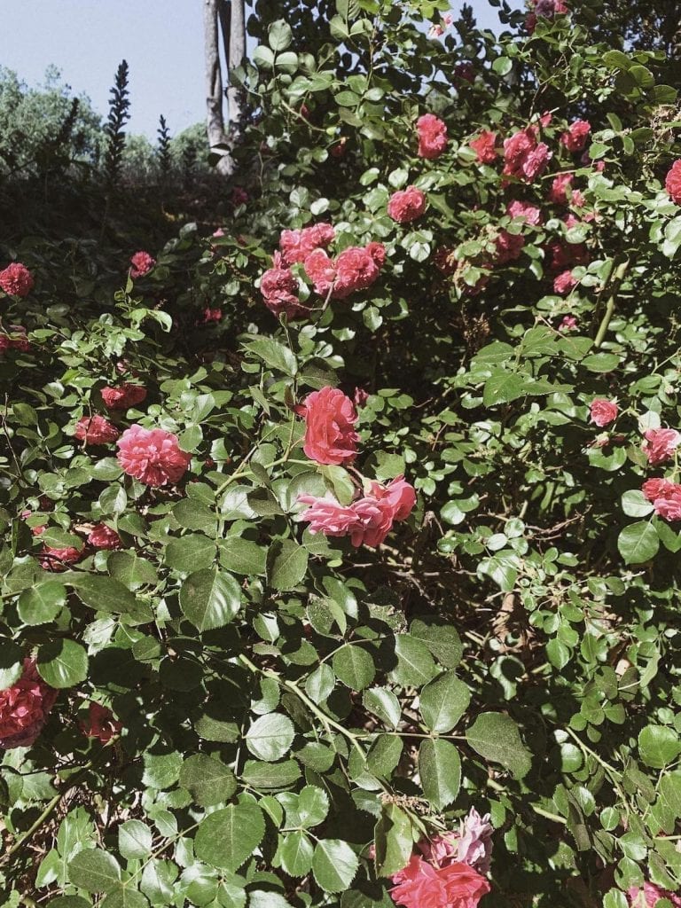 gustobeats how rome and italy feel from my visual diary june 2020 with the beautiful flowers in Villa Borghese in Rome