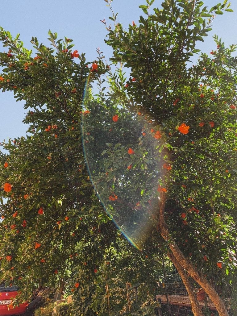 capture this moment with the tree and the flower from Italy's countryside