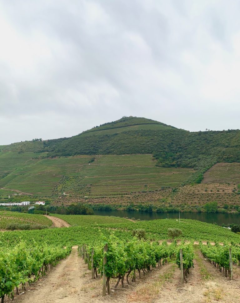 nice winery tour by dow's quinta do bonfim in pinhao of douro